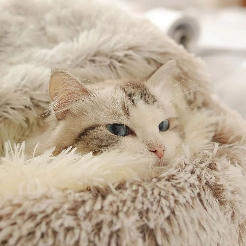 2-in-1 Plush Pet Bed – Covered Cat & Dog Nest for Cozy Sleeping